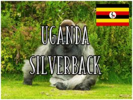 Uganda Silverback